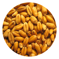 Barley