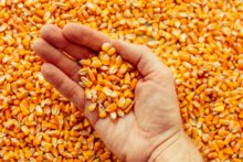 Corn
