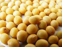 Soybean