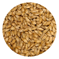 Wheat